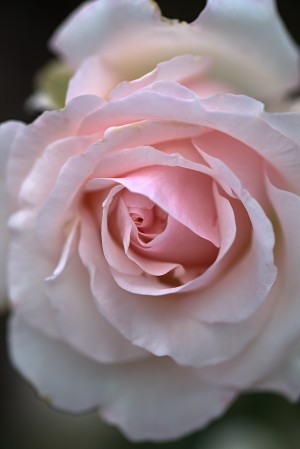 Soft Pink And White Rose
